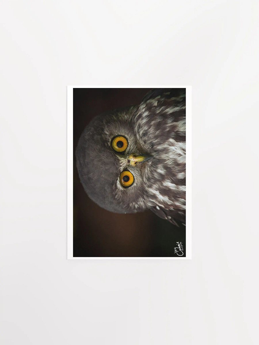 The Owl's Stare - Print product image (1)
