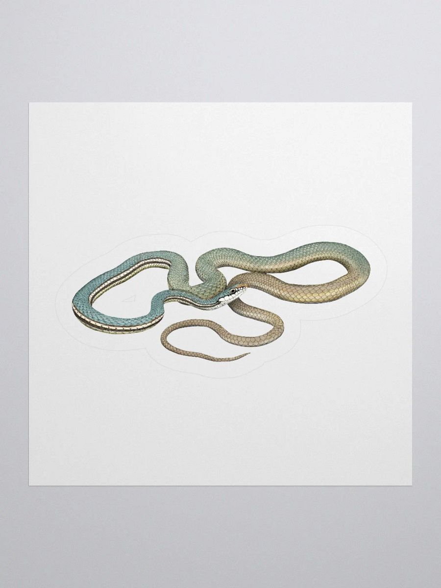 Die-Cut Sticker – Sonoran Whipsnake product image (1)