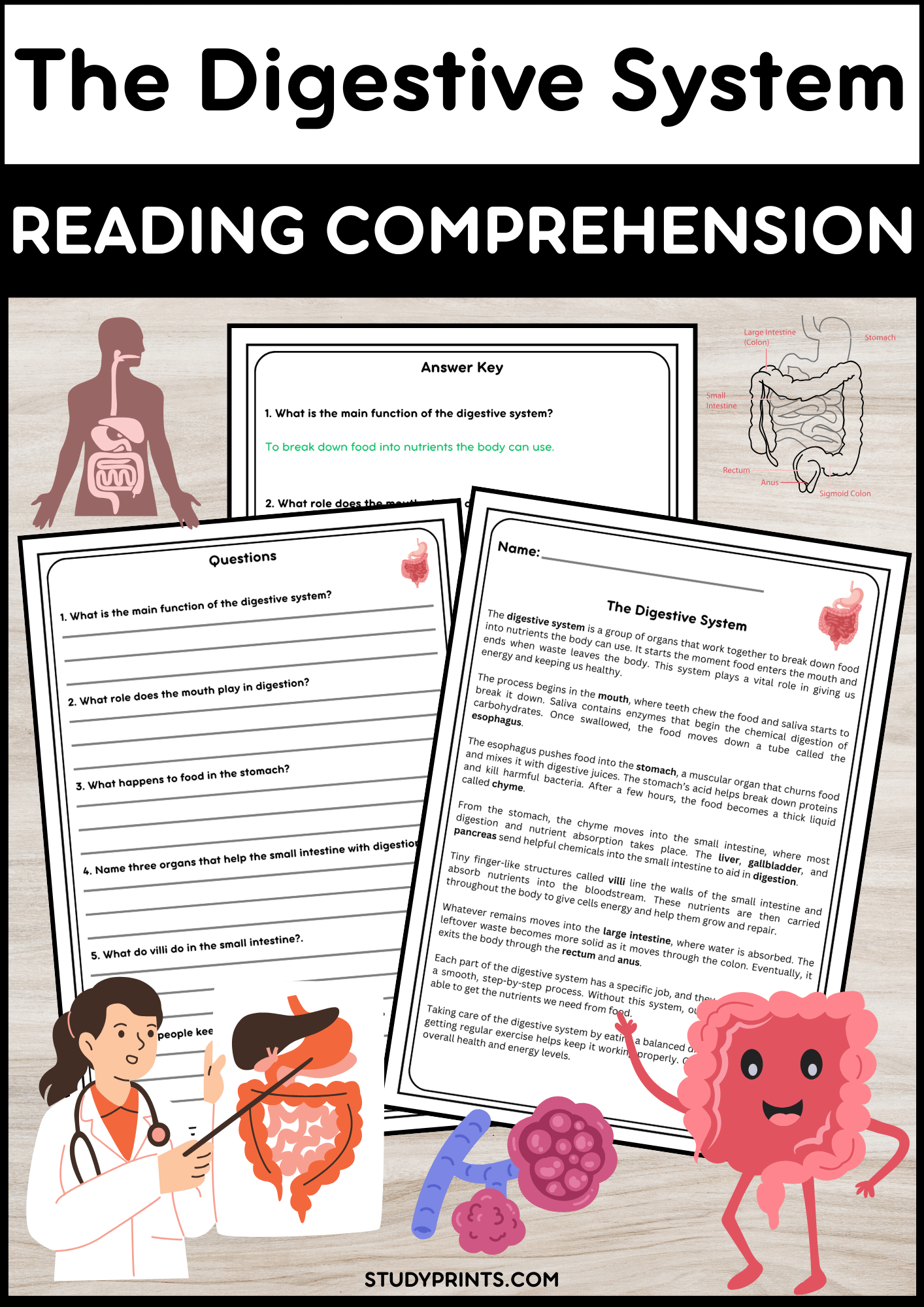 Digestive System Reading Passage with Comprehension Questions product image (1)