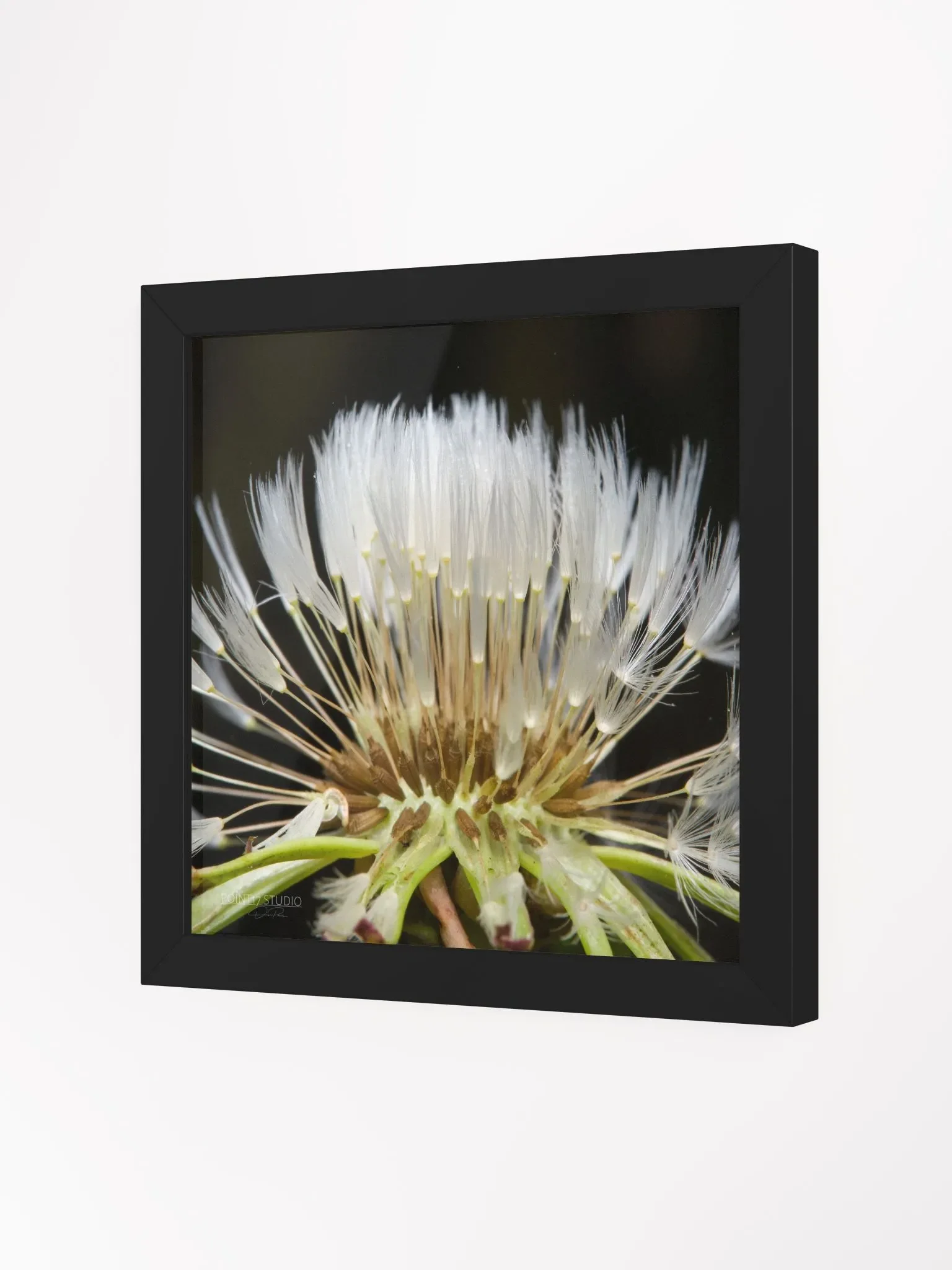 Dandelion #10 - Framed Print product image (2)