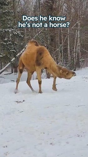 Goofy camel loves snow more than desert heat

Special thanks to Josee and Shamy: @llamazingadventures 

#camel #wildanimalres...
