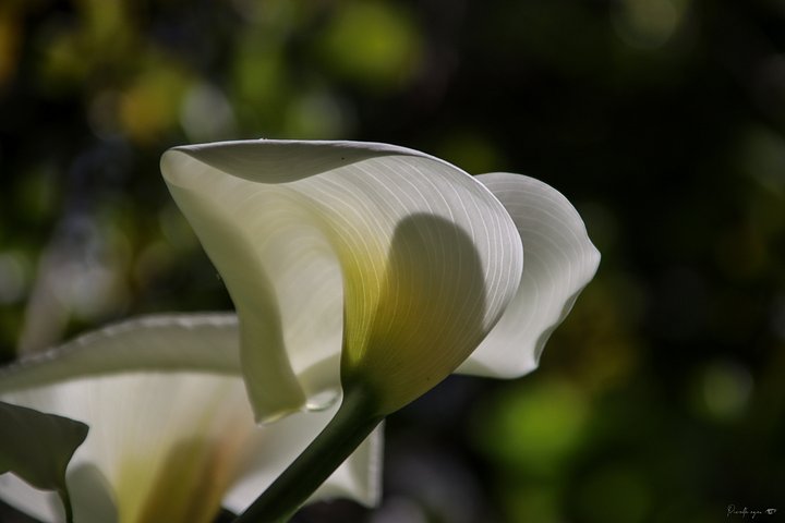 🌼 Fine Art – Petal’s Intimacy – White Arum product image (1)
