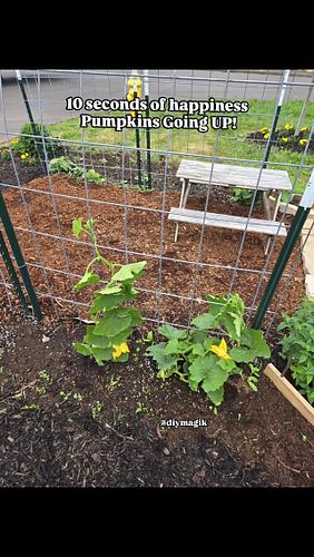 Organic Gardening- Pumpkins Going Up. It's a great way to grow them.#pumpkin #gardendesign #organic