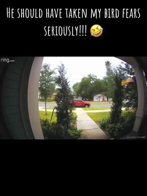 When birds attack!  #horror #birds #ringdoorbell #fyp #hilarious #whenbirdsattack #survivor #attitiude #revenge #mockingbird #shouldnthavebeentalkingshit 