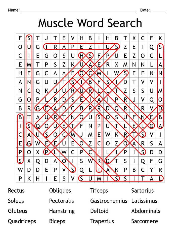 Muscle Word Search: Flex Your Brain with 16 Key Terms! product image (2)