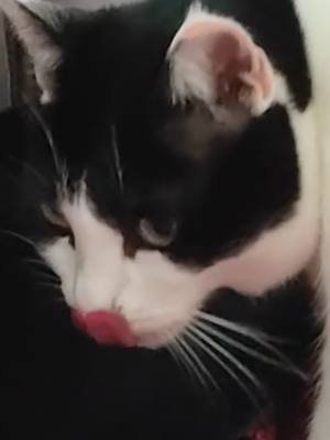 Was passiert hier??? Wrong answers only! #kitten #cat #funnytiktok #wtf #ragebait 