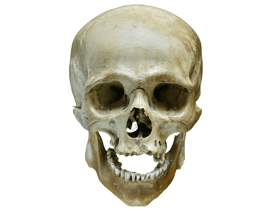 Real Human Skull product image (1)