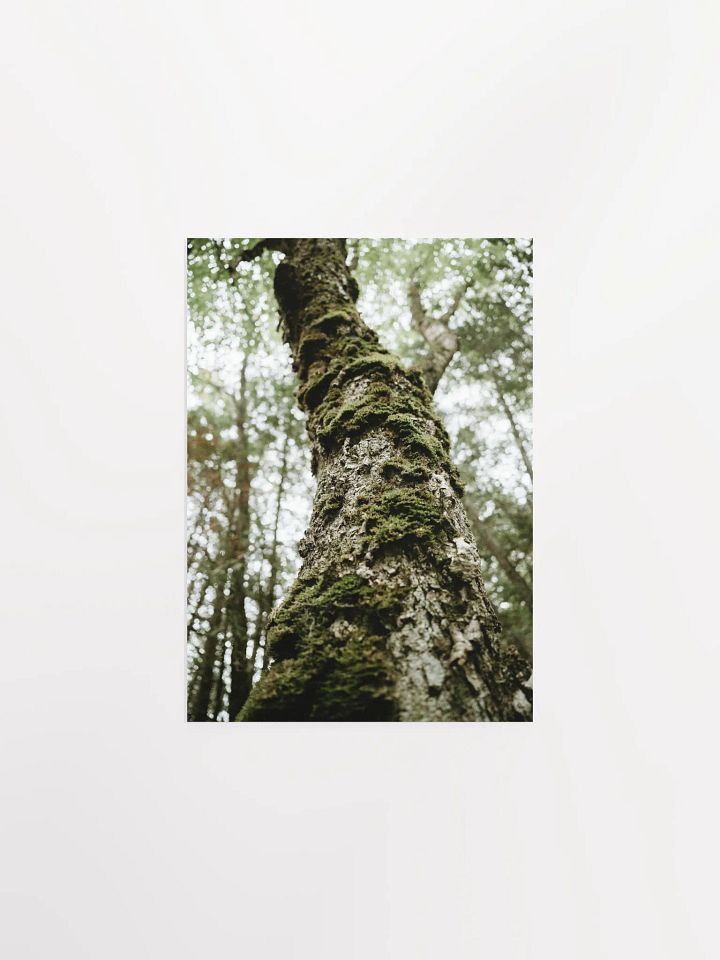 “The Old Ones” – Mossy Forest Tree Art Print product image (4)