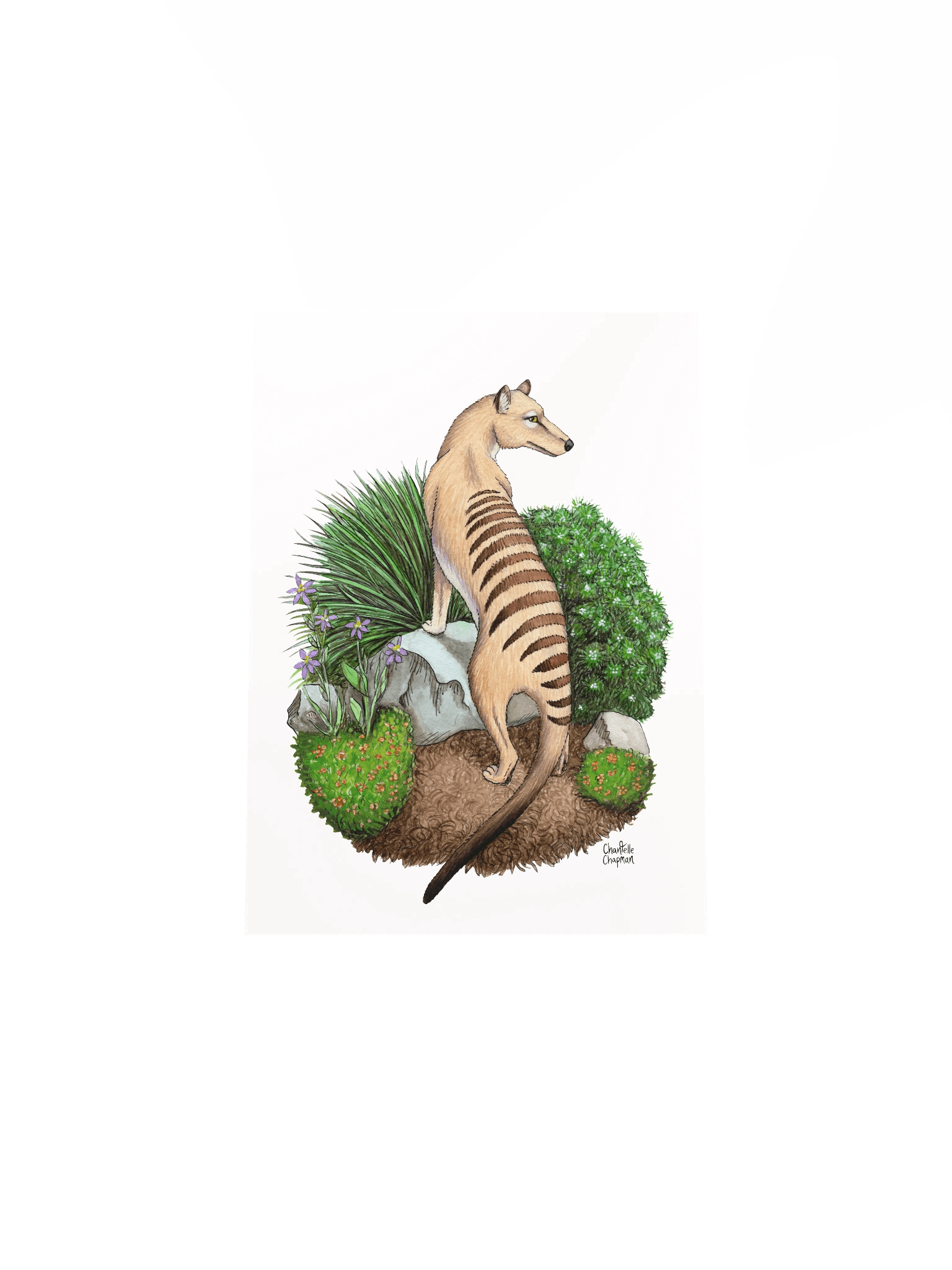Thylacine - Art Print product image (5)