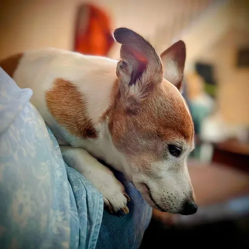 Bonus sleepy dog picture.

#dogsofinstagram #doggo #jackrussell #twitchstreamer