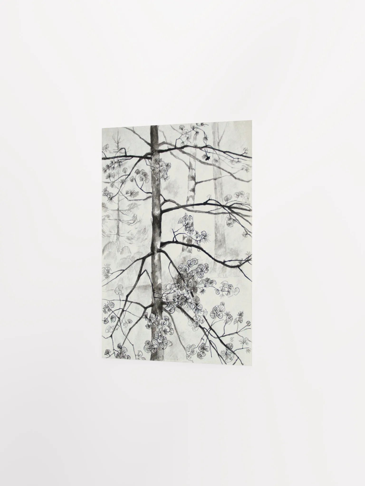 Young Pine Tree Sketch Poster - Young Pine Tree product image (2)