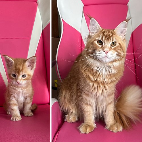 Ori is now 8months old and tomorrow he goes for the snippy snippy - look how Huge he is now though!! Such a good boy #orionre...