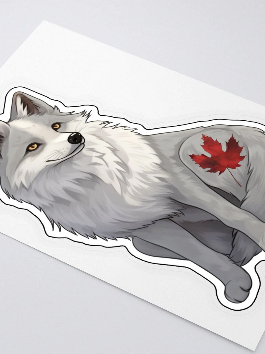 Canadian Marble Fox product image (3)