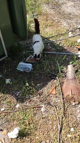 CATkada 
#lefkada #vasiliki #greece #catrescue #catkada