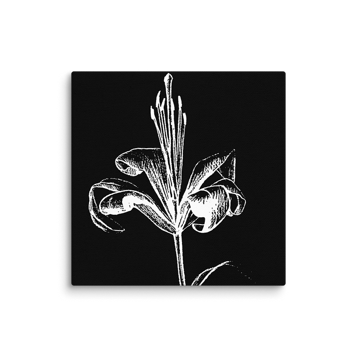 Lily Bloom Canvas Art - Fine Flower Dark product image (1)