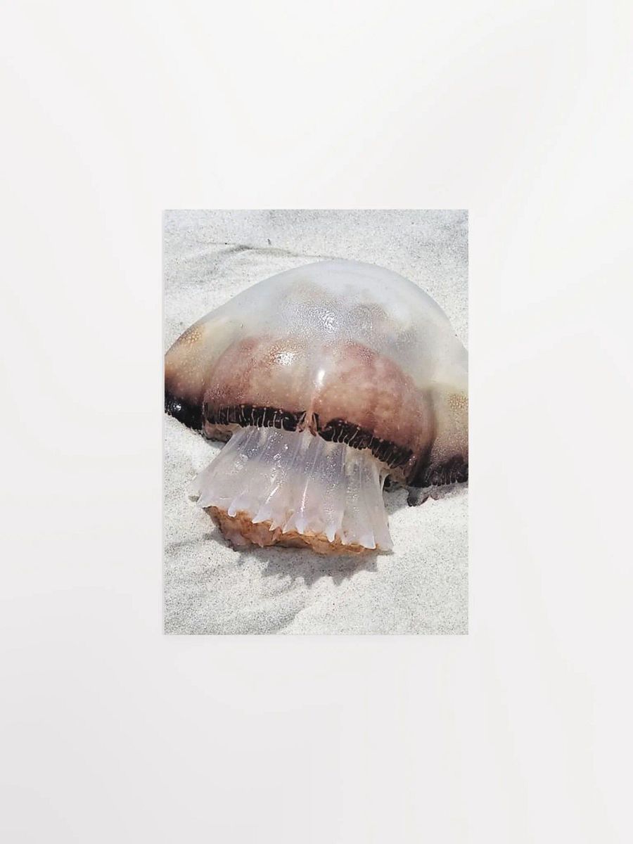 Jellyfish product image (2)