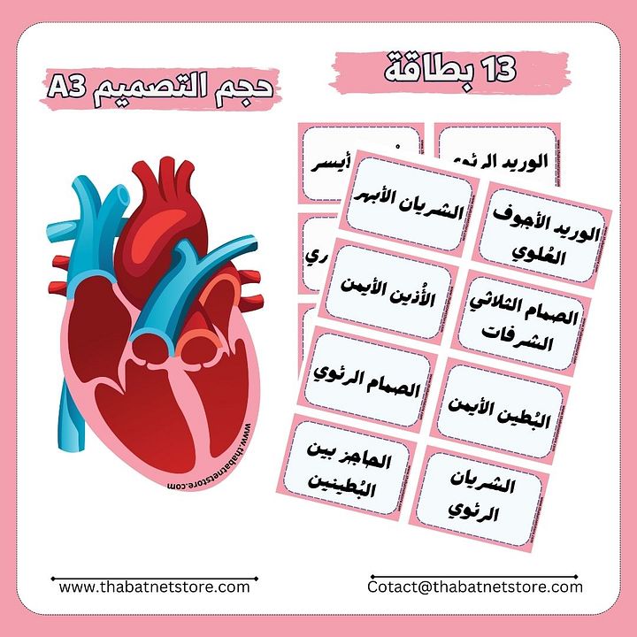 نشاط ملائمة أقسام القلب - pdf product image (2)