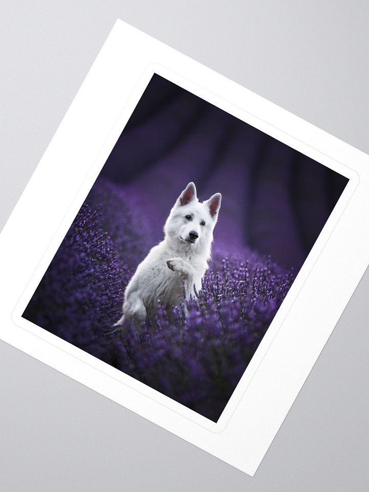 Rasta in the lavender fields product image (2)