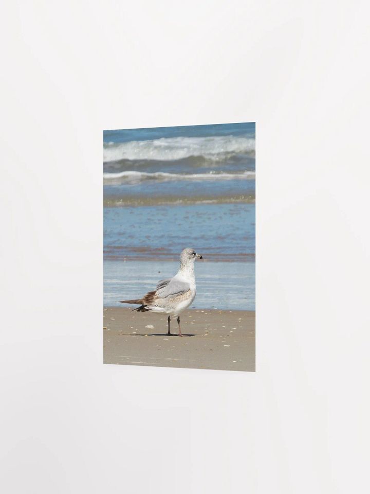 Beach Bird 2 product image (26)