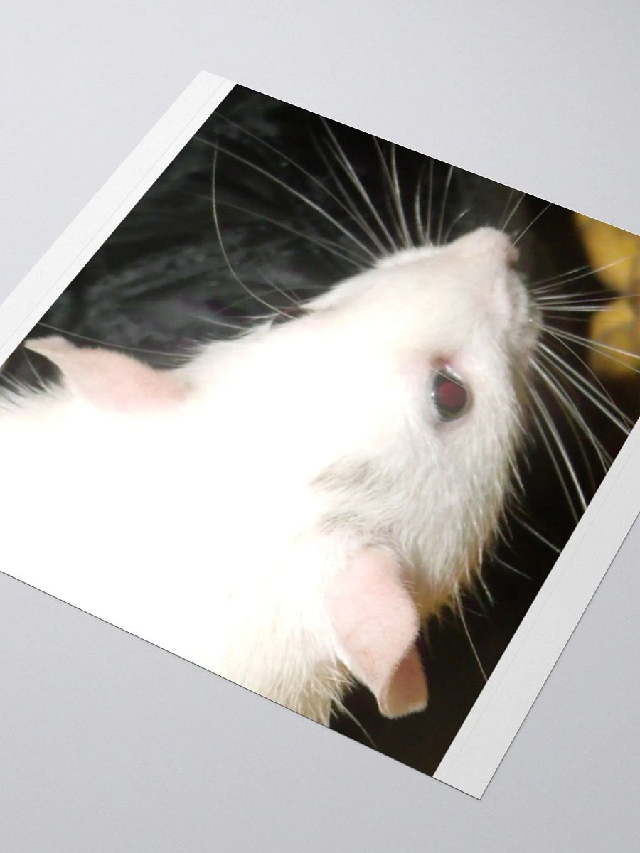Black-eyed-white Dumbo rat sticker product image (8)