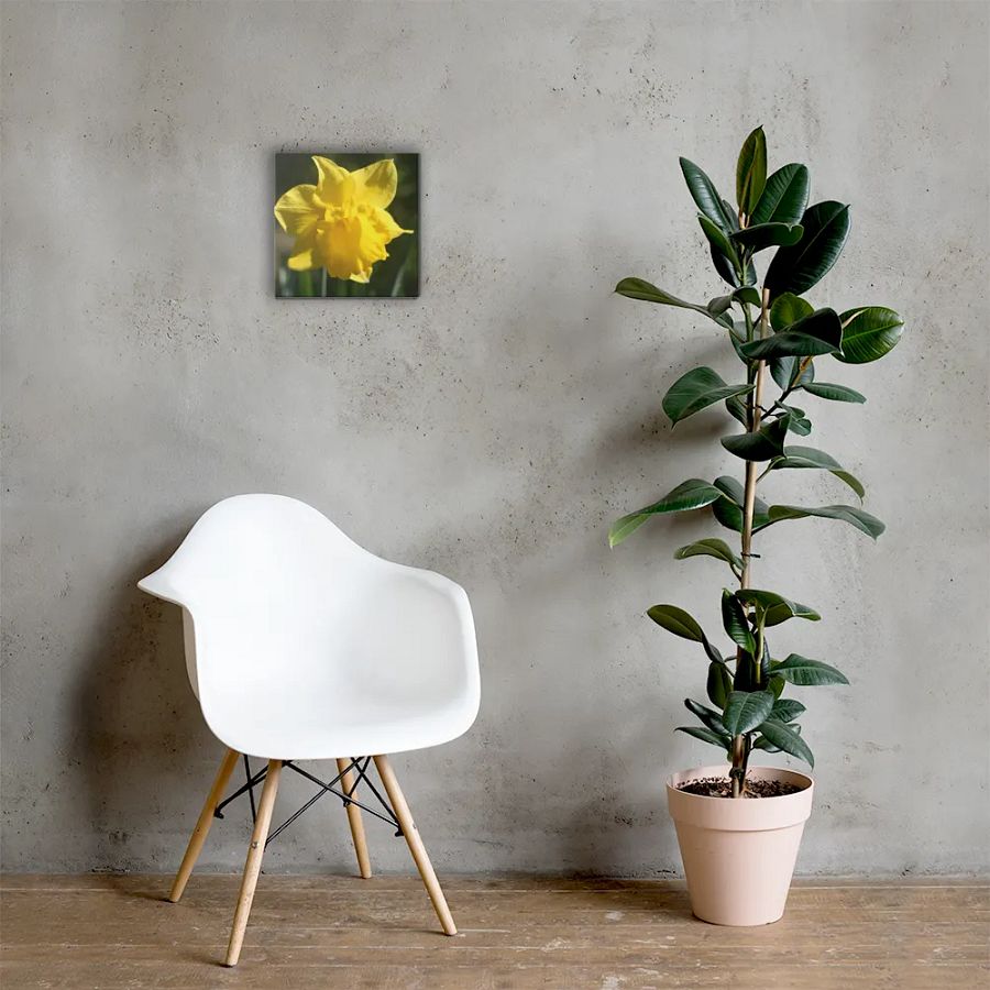Daffodil product image (5)