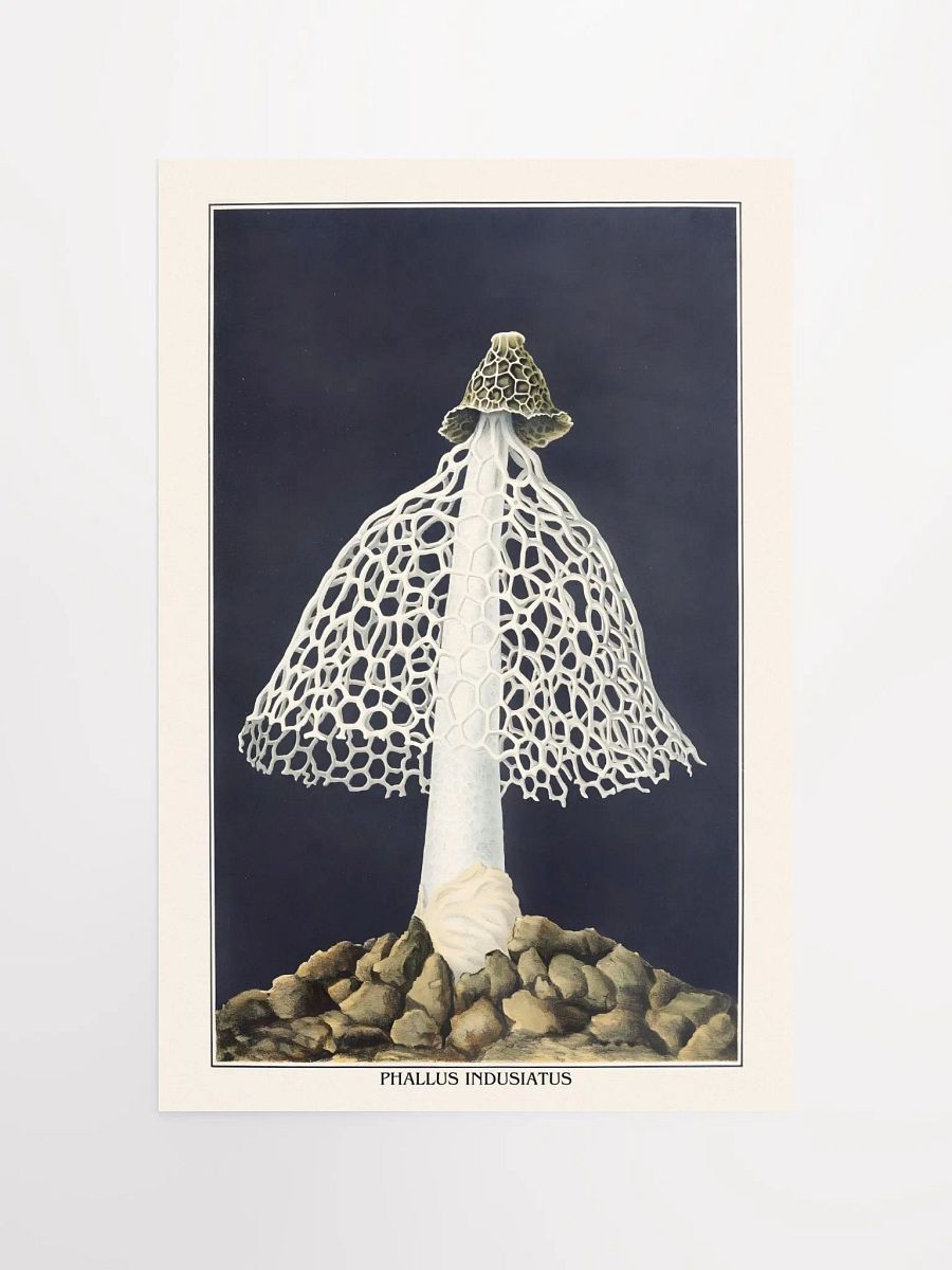 Phallus Indusiatus Poster product image (1)