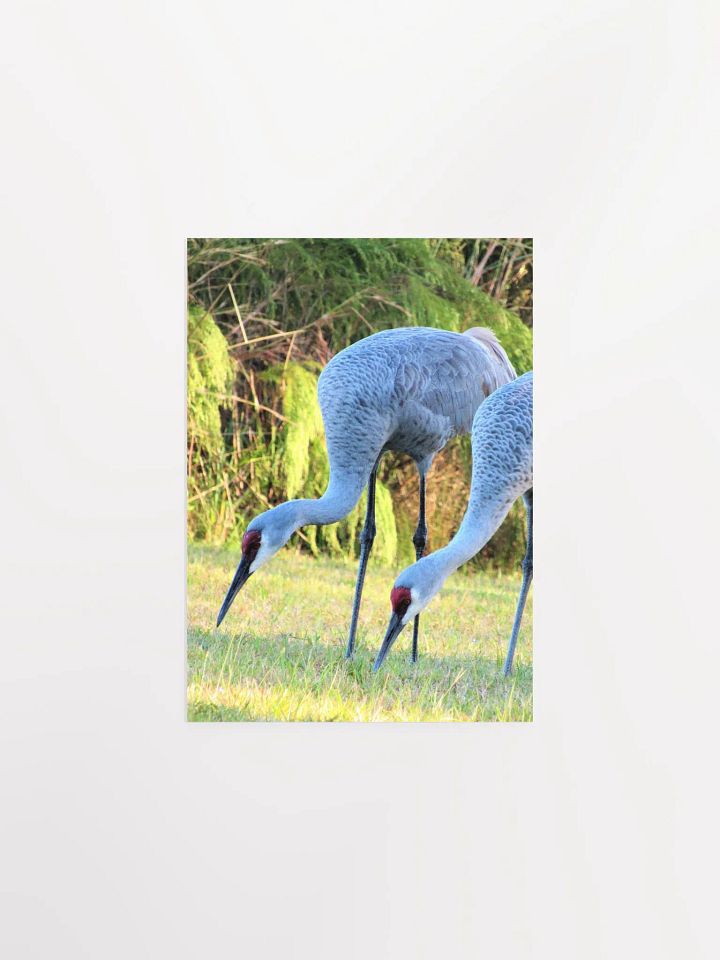 Sandhill Crane product image (7)