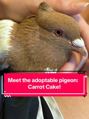 Carrot Cake is a confirmed male pigeon available for adoption! He is warming up to home life well, but previously lived in an aviary where he did not play well with others 😅. Carrot Cake would do best as an indoor pet pigeon in a single pigeon home 💕 #pigeonrescue #pigeonaspets #petpigeon #pigeontok #pigeons #petbirds #adoptablepigeons #fancypigeon #pigeon #pigeonsoftiktok 