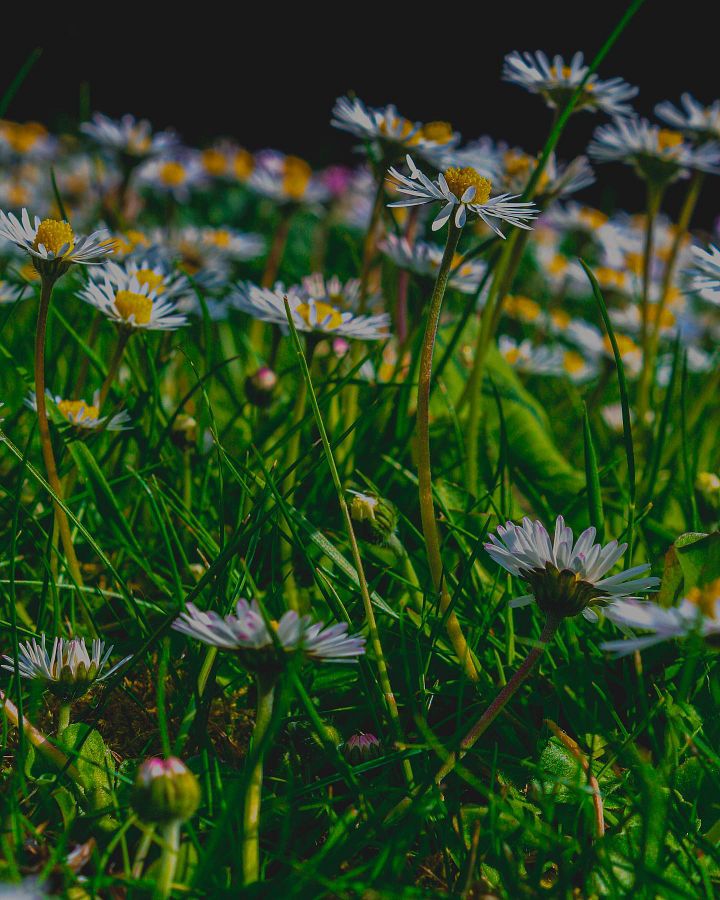 DAISIES product image (1)