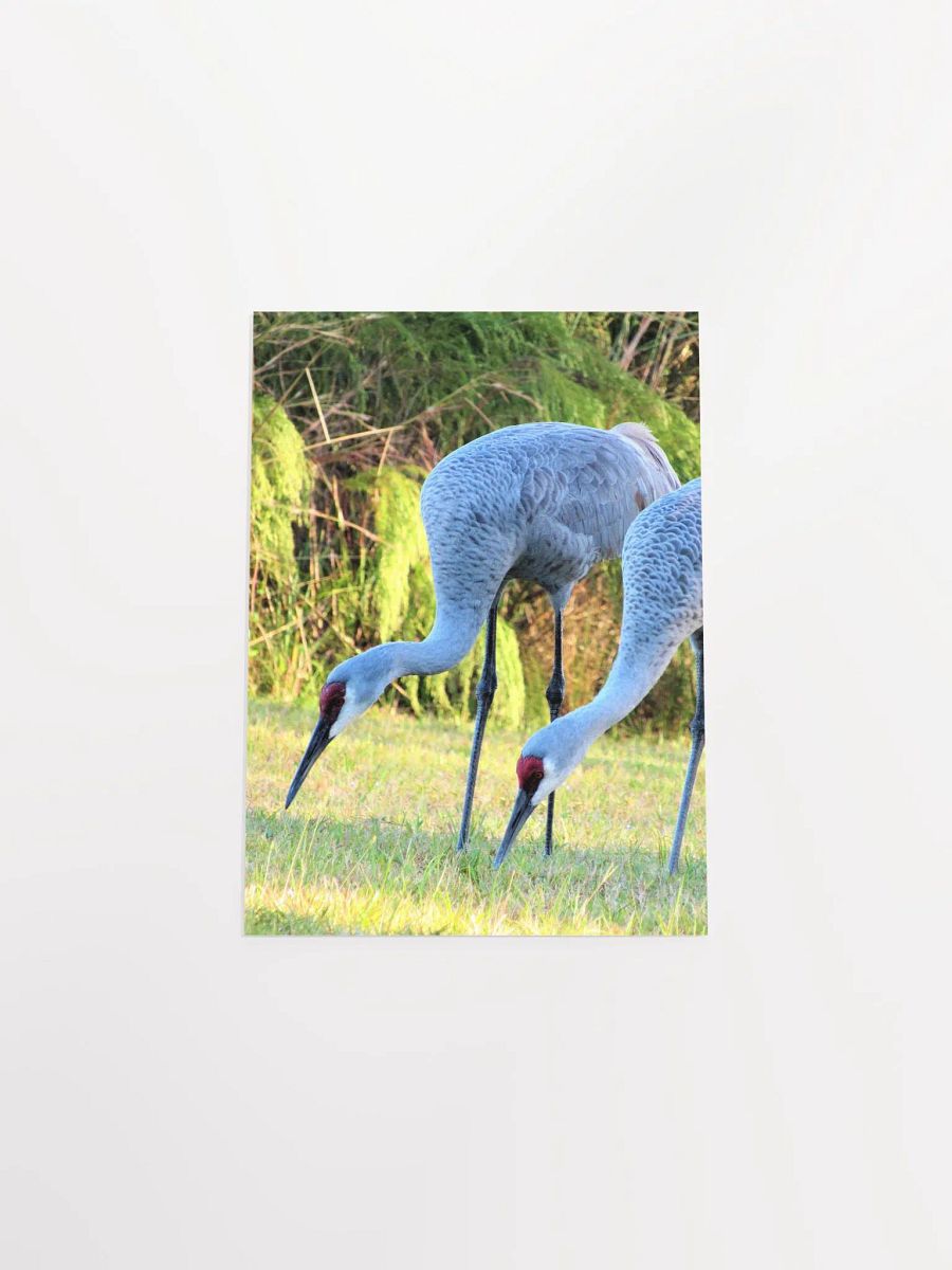 Sandhill Crane product image (54)