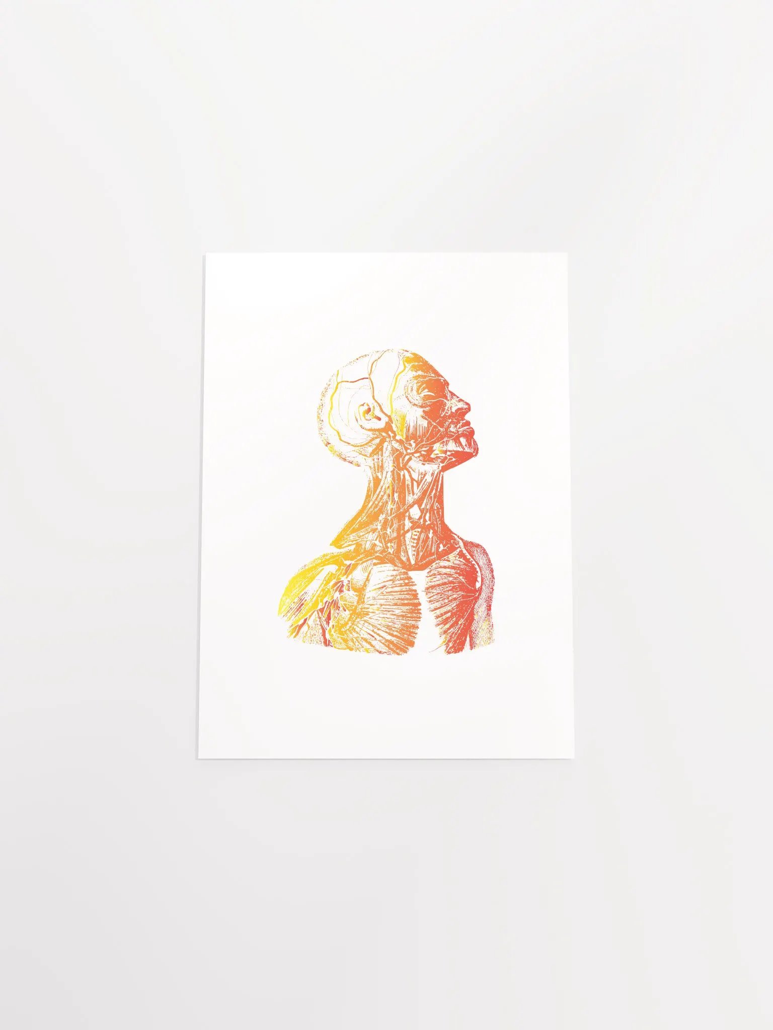 Anatomy - Head product image (19)