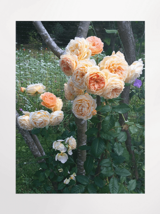 Royal Orange Roses product image (1)