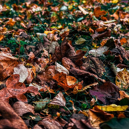 #autumn leaves at the #marina