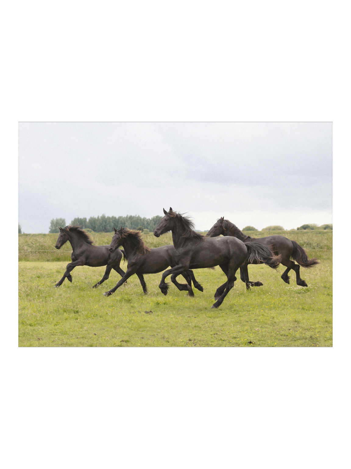 Baukje, Blomke, Yfke & Belle running product image (1)