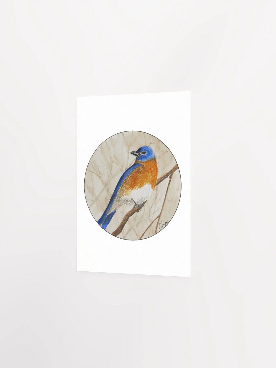 Eastern Bluebird print product image (2)