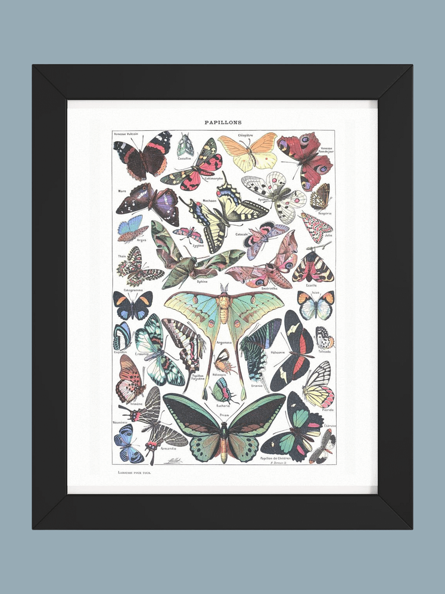 PAPILLONS - Butterfly Scientific Poster product image (1)