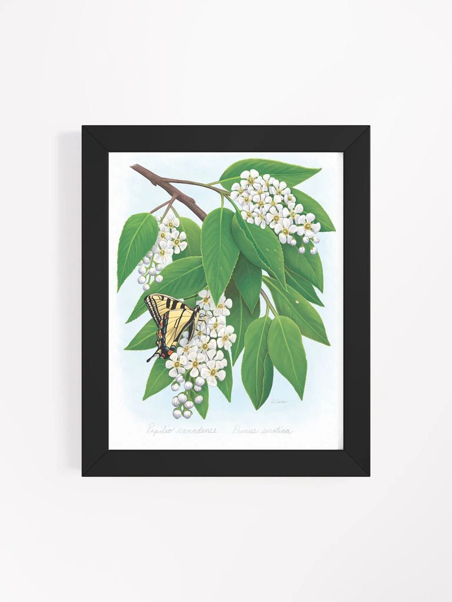 Tiger Swallowtail in Cherry Blossom product image (33)