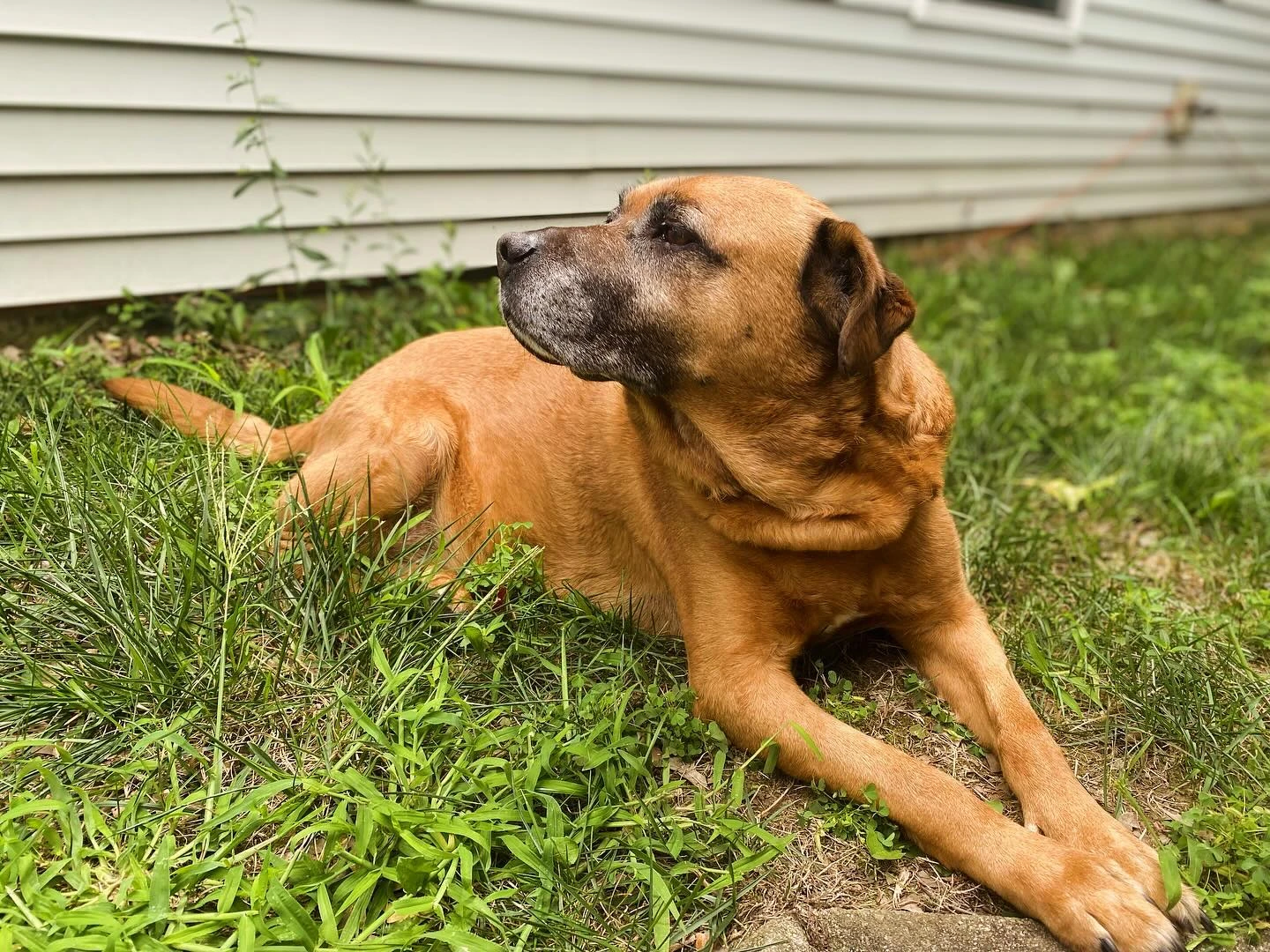 Tuck’s helping with the yard work. 🌳