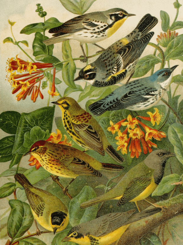 Vintage Animals Art Collection product image (1)