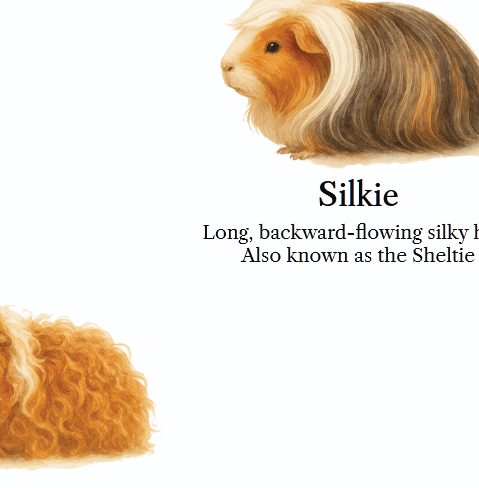 Long Haired Guinea Pig Breeds Educational Poster Digital Wall Art Toddler Room Decor Printable Digital Download 5 high-res (PDF and JPG) product image (2)