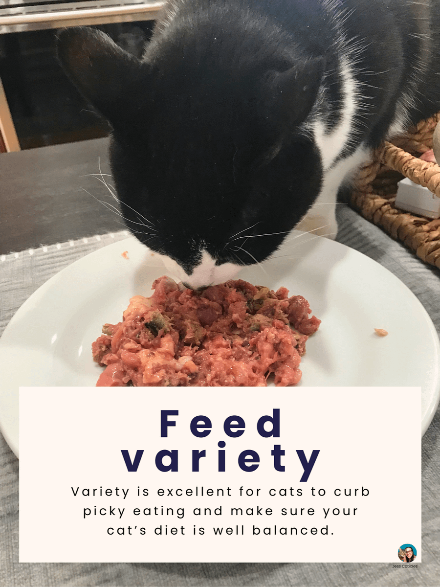 Raw Cat Starter Pack Digital Magazine ~ Simple Raw Feeding Cats PDF Guide with 2 DIY Raw Recipes for Beginners product image (3)