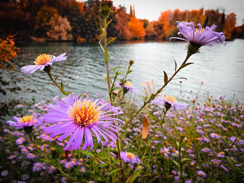 A walk around #delapreabbey lake on a rainy Sunday morning.
