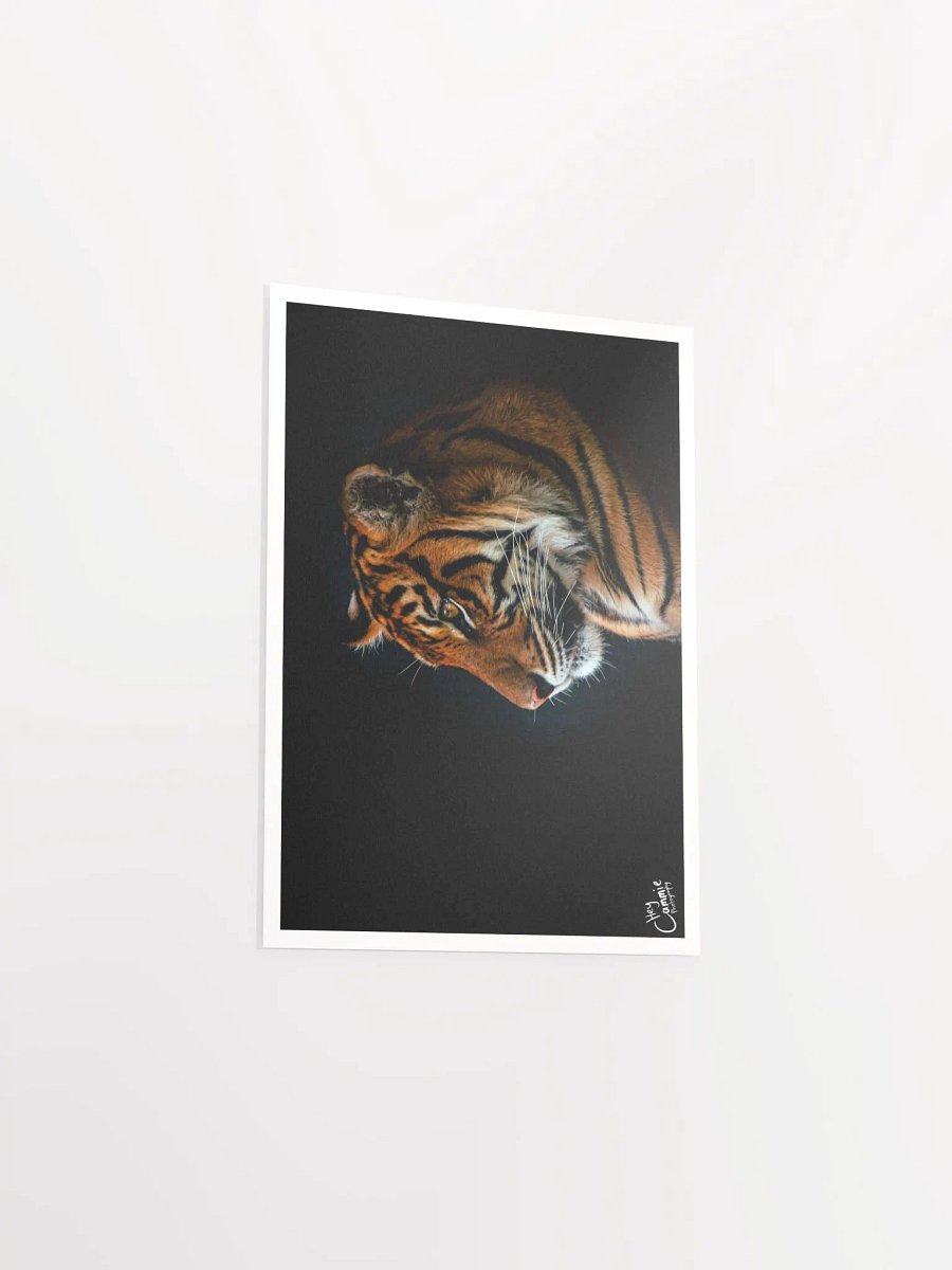 A Tigers Portrait - Print product image (3)