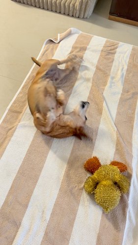 Workout time!

#getinshape #workout #calicocatsrule #calico #dogs
