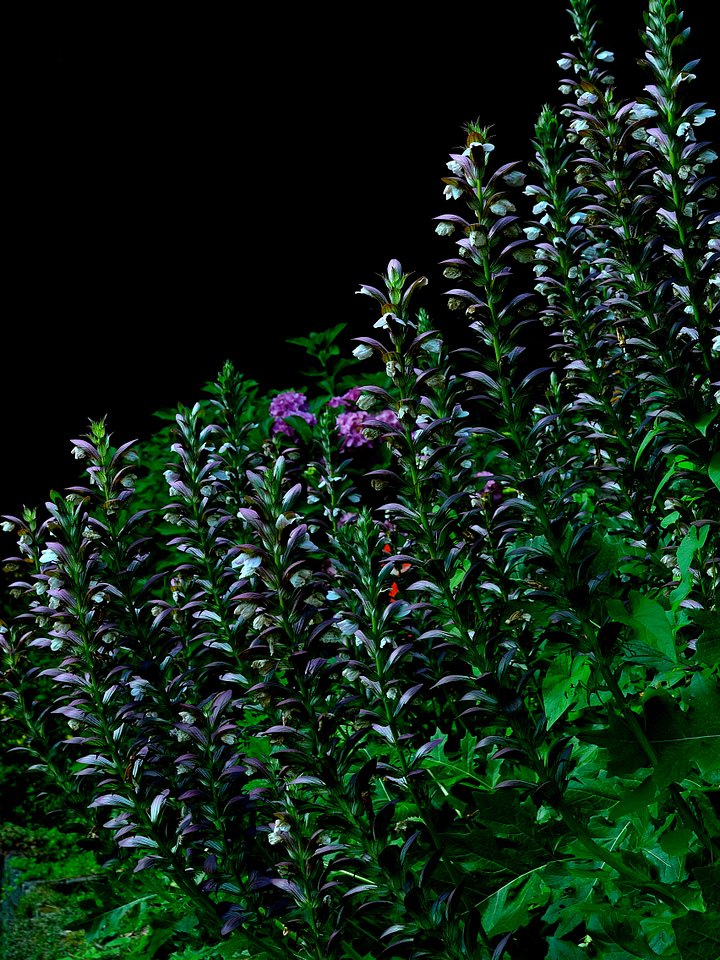 Rucksackbeutel mit Kordelzug - Blumenkontrast product image (2)