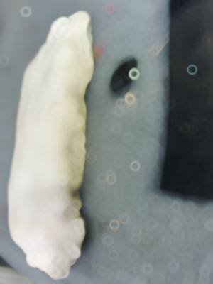 A footprint found and then cast from the ice! Live on YouTube! #bigfoot #Yt #keepclimbing #fyp #tiktok 