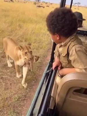Close call. If this happened to you?#reaction #africa #safari #kid #lioness 