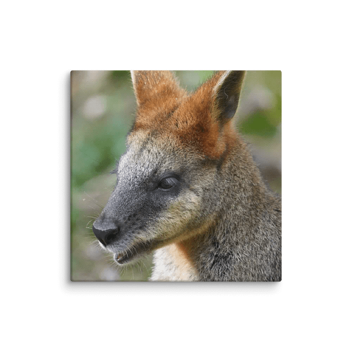 Kangaroo Canvas product image (1)
