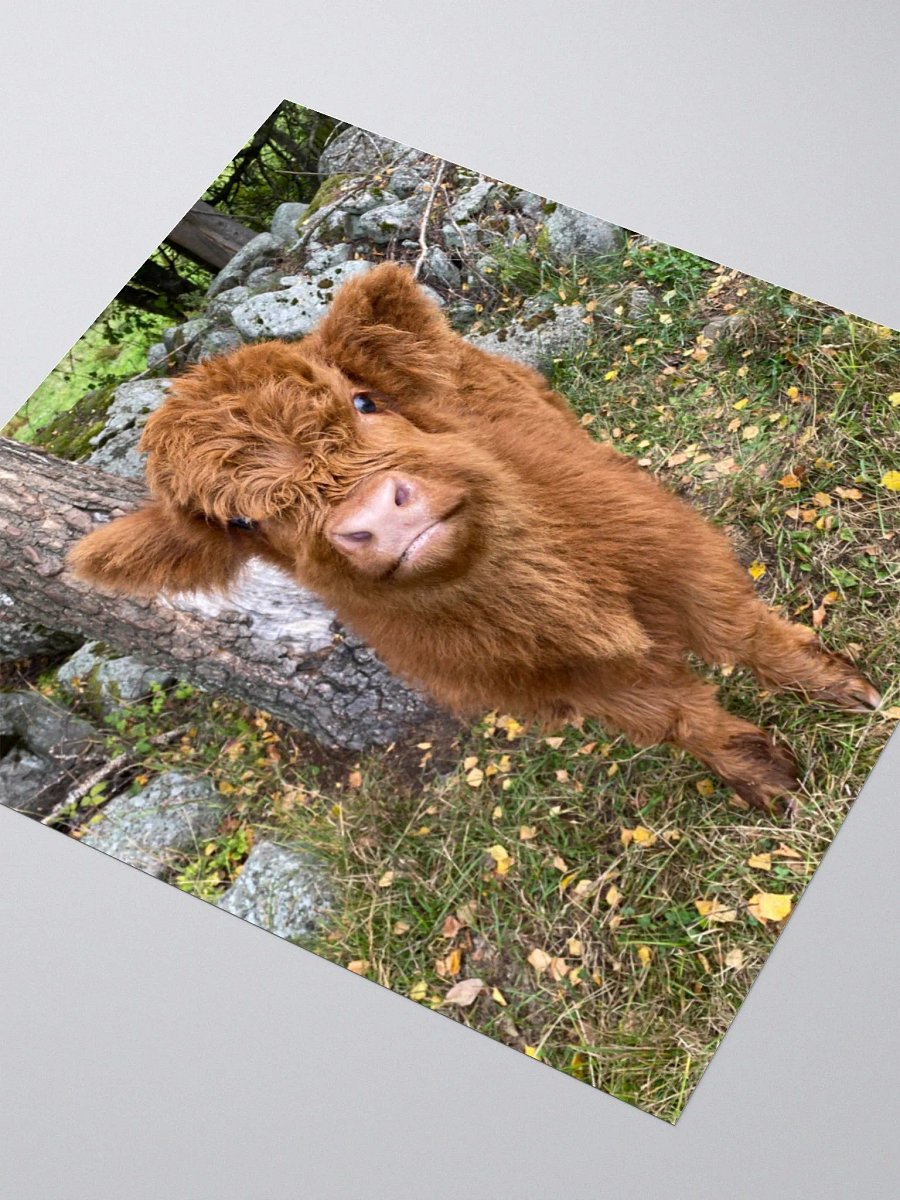 Highland Cattle Calf Kiss Cut Stickers product image (8)