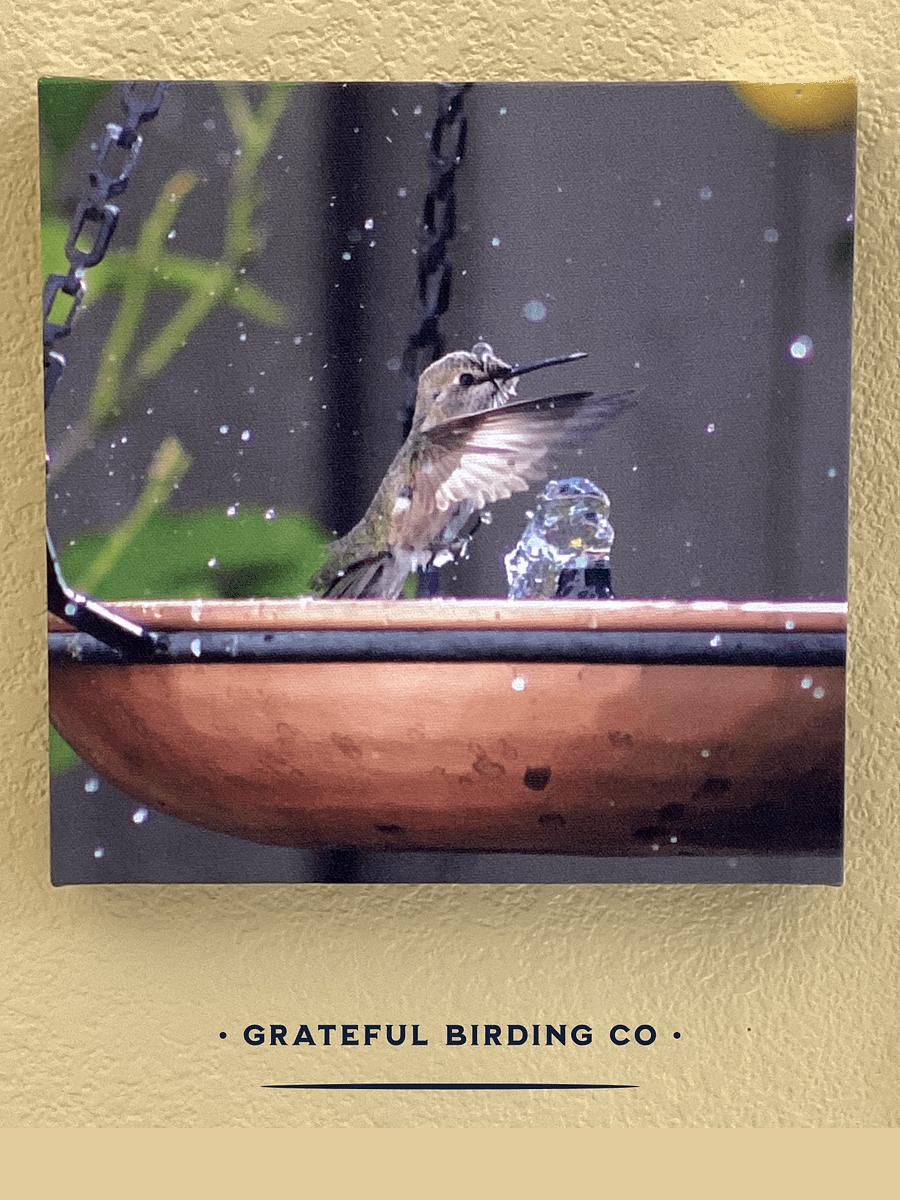 Hummingbird Joy: Splash Bath - Bird Wall Art product image (1)